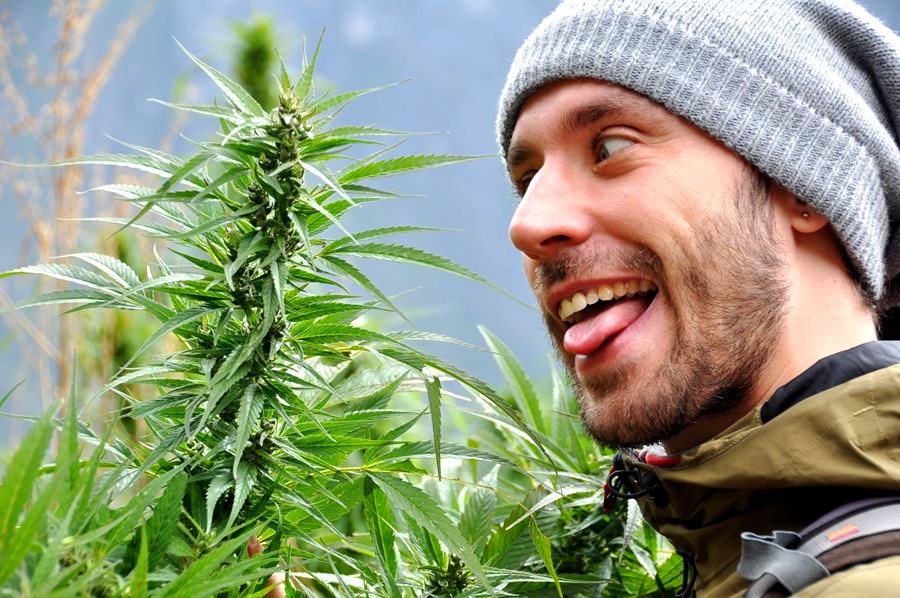 Сайт про марихуану выращивали коноплю на поле
